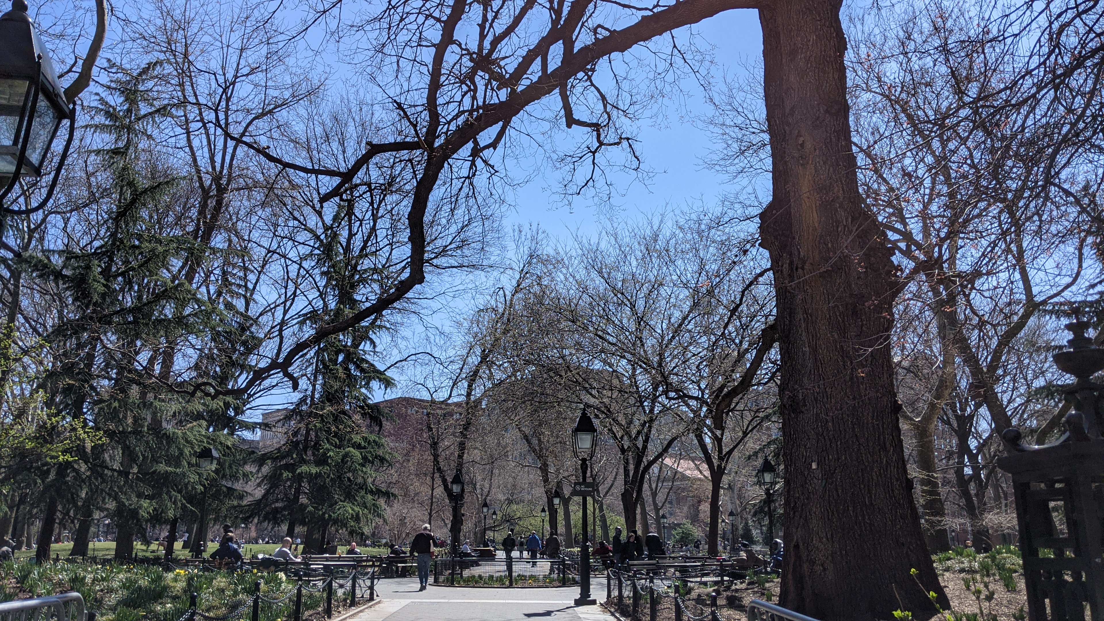 Hangman’s Elm—the Oldest Living Tree in Manhattan